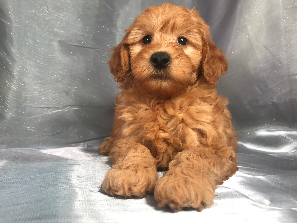 Apricot Miniature Goldendoodle Puppy $1500 DOB 8-25-18